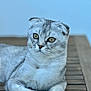 Alfie a rejoint le concours — aidez-le/la à gagner de superbes lots ! animal, cat, close_up, cute, domestic_cat, ears, eyes, feline, fur, gray_cat, indoor, laying_down, mammal, pet, portrait, relaxed, scottish_fold, soft_lighting, whiskers, wooden_surface