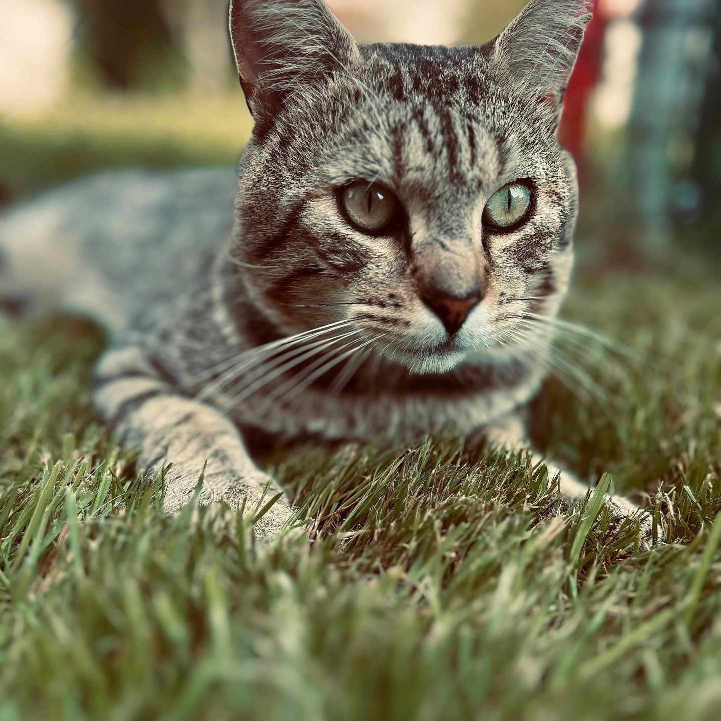 Filou