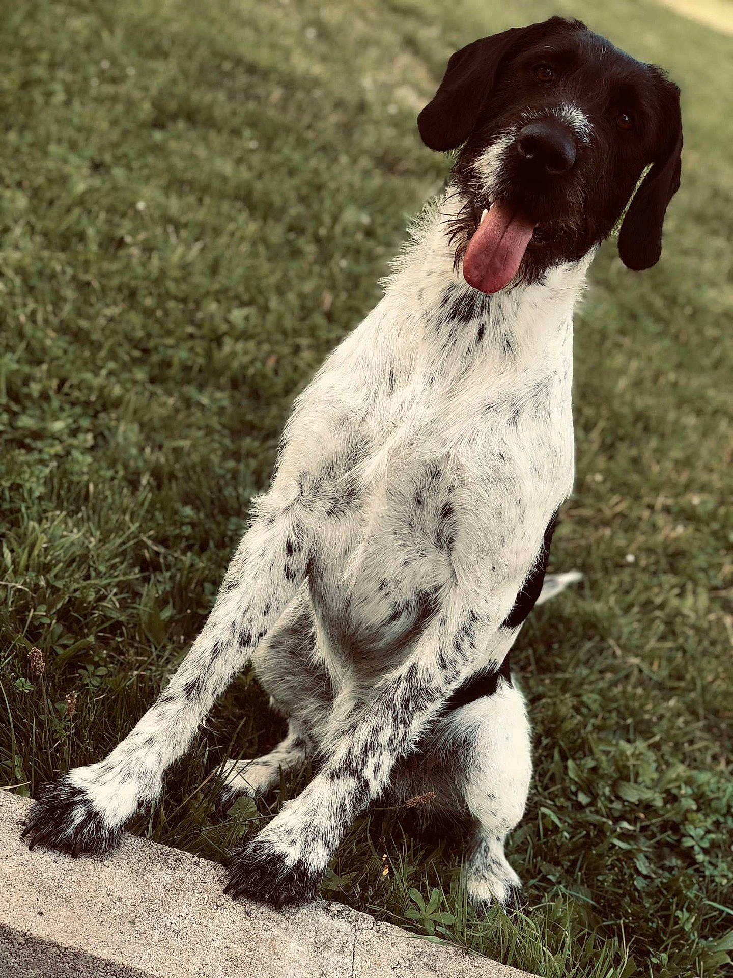 Pépite participe au concours pour gagner de l'argent avec cette photo : animal, ball, bodypart, canine, dog, football, grass, hound, lawn, mouth, person, pet, plant, pointer, puppy, soccer, soccerball, sport, tongue, whitedog
