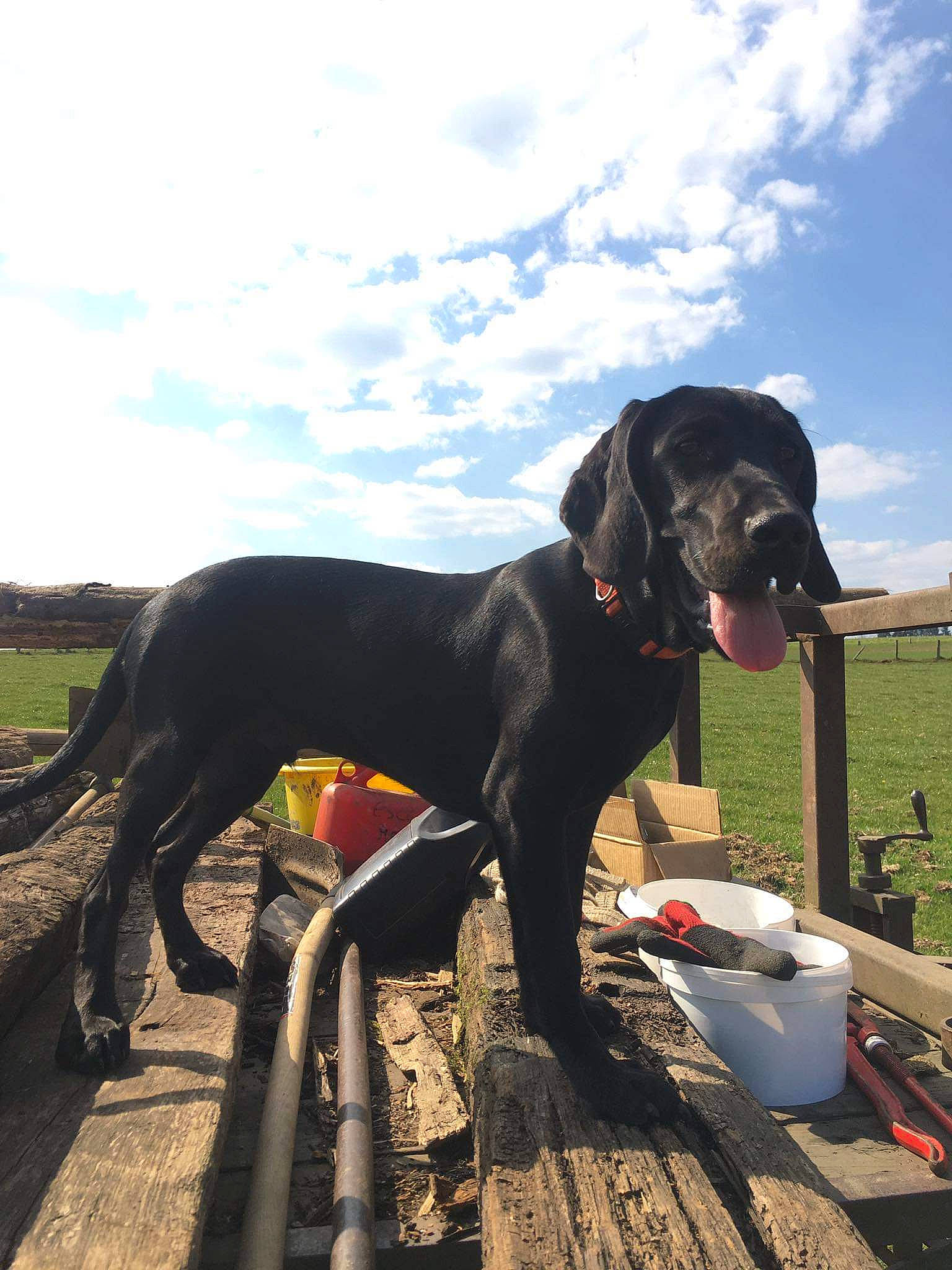 Blue participe au concours pour gagner de l'argent avec cette photo : canidae, carnivore, dog, dog_breed, german_shorthaired_pointer, great_dane, guard_dog, hunting_dog, non_sporting_group, pointer, sporting_group, tree, working_dog