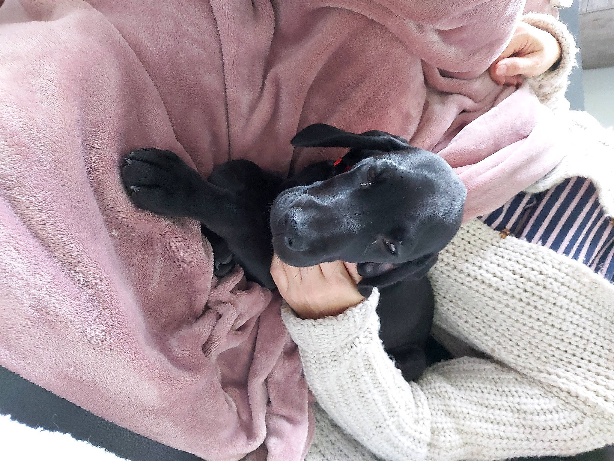 Blue a rejoint le concours — aidez-le/la à gagner de superbes lots ! boston_terrier, canidae, carnivore, comfort, companion_dog, dog, dog_breed, great_dane, italian_greyhound, nap, non_sporting_group, pointer, puppy, sporting_group