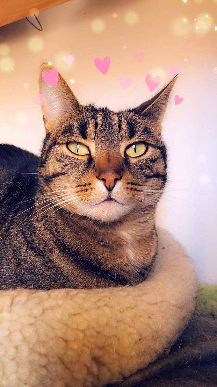 Filou a rejoint le concours — aidez-le/la à gagner de superbes lots ! aegean_cat, american_shorthair, american_wirehair, asian, australian_mist, california_spangled, carnivore, cat, chausie, domestic_short_haired_cat, dragon_li, european_shorthair, felidae, kitten, mammal, pixie_bob, small_to_medium_sized_cats, snout, tabby_cat, whiskers