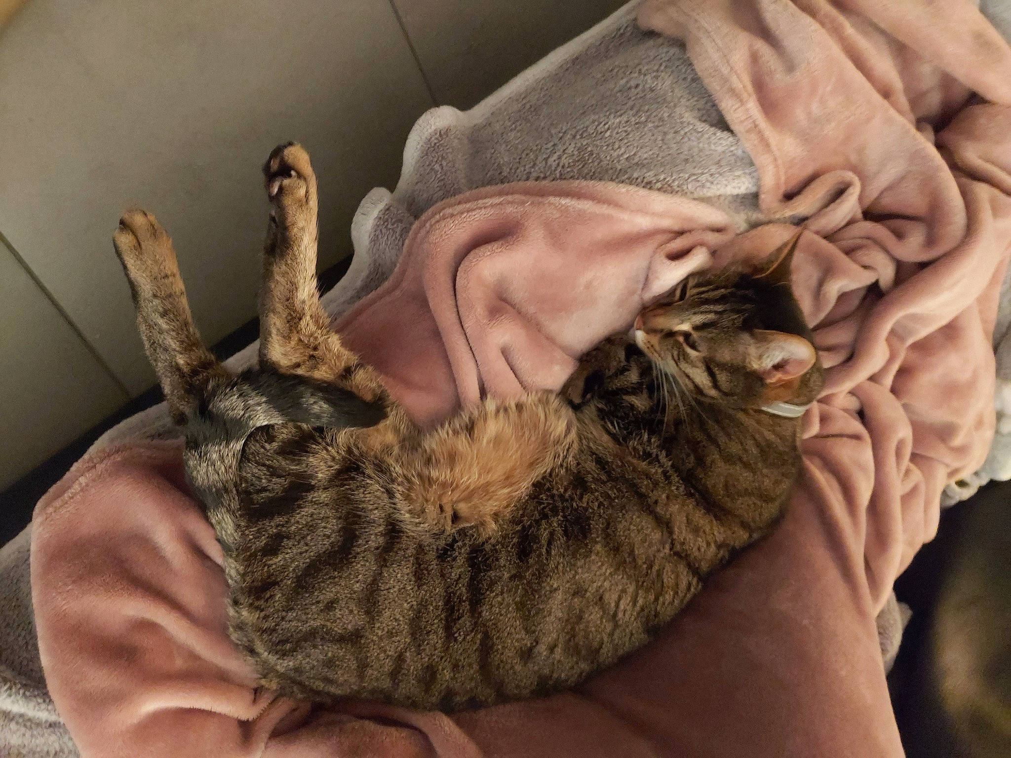 Filou a rejoint le concours — aidez-le/la à gagner de superbes lots ! carnivore, cat, claw, comfort, european_shorthair, fawn, felidae, fur, gesture, hand, kitten, pixie_bob, small_to_medium_sized_cats, sphynx, tabby_cat, whiskers