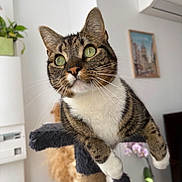 Yuzu participe au concours pour gagner de l'argent avec cette photo : animal, cat, cat_tree, close_up, cozy, curious, cute, domestic_animal, feline, furniture, green_eyes, home, houseplant, indoor, mammal, pet, portrait, relaxed, tabby, whiskers