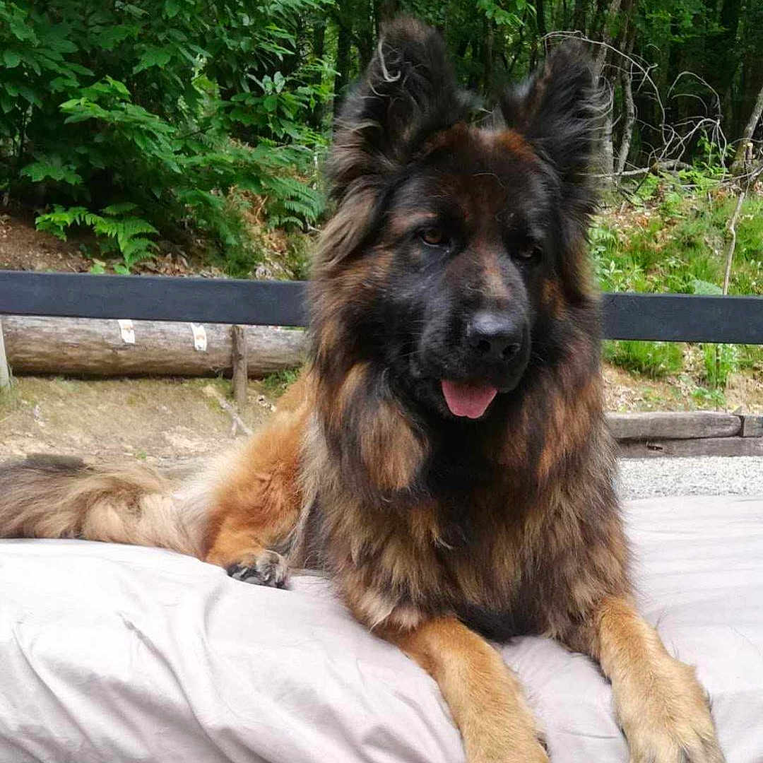 Mégane participe au concours pour gagner de l'argent avec cette photo : animal, canine, dog, germanshepherd, grass, grove, jungle, land, nature, outdoors, park, pet, plant, policedog, puppy, tree, vegetation, woodland, yard, zoo
