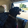 animal, back_seat, black_dog, car, car_interior, collar, daylight, dog, happy, leash, outdoor, panting, parking_lot, pet, road, seat, sunny, tree, vehicle, window