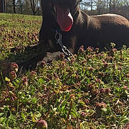 Champ joined the competition — help win amazing prizes! dog, outdoor, sunlight, grass, clover, nature, animal, pet, tongue_out, happy, spring, field, canine, leash, daylight, tree, shadow, muzzle, fur, resting
