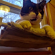 Lil Bit is registered to the contest to win money with this photo: animal, black_and_white, cat, comfortable, cozy, curious, daylight, feline, fur, hammock, home, indoor, looking_outside, paws, pet, relaxed, resting, soft, whiskers, window