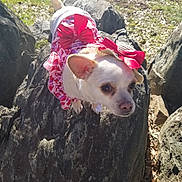 Pearlymae joined the competition — help win amazing prizes! dog, small_dog, white_dog, bow, dress, outdoor, rock, sunlight, pet, animal, nature, grass, curious, cute, costume, accessory, closeup, daylight, ears, mammal
