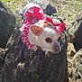 dog, small_dog, white_dog, bow, dress, outdoor, rock, sunlight, pet, animal, nature, grass, curious, cute, costume, accessory, closeup, daylight, ears, mammal