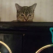 Ninja joined the competition — help win amazing prizes! alert, animal, background, cat, creature, curious, dark_surface, ears, face, feline, head, home, indoor, looking, mystery, peeking, pet, quiet, watching, whiskers