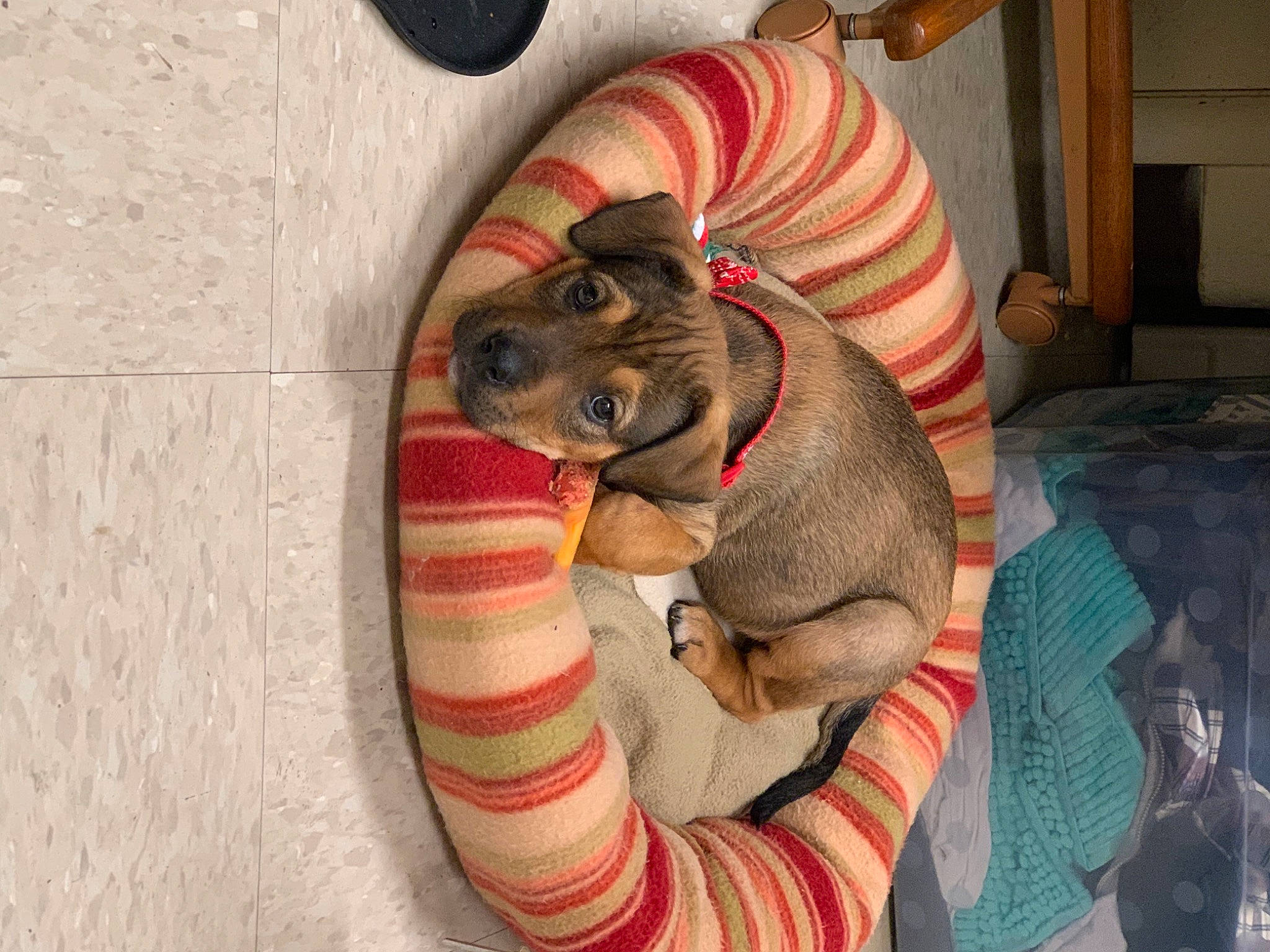 Luna joined the competition — help win amazing prizes! canidae, carnivore, comfort, companion_dog, dog, dog_bed, dog_breed, dog_supply, fawn, lamp, liver, paw, pet_supply, puppy, snout, sporting_group, working_animal, working_dog