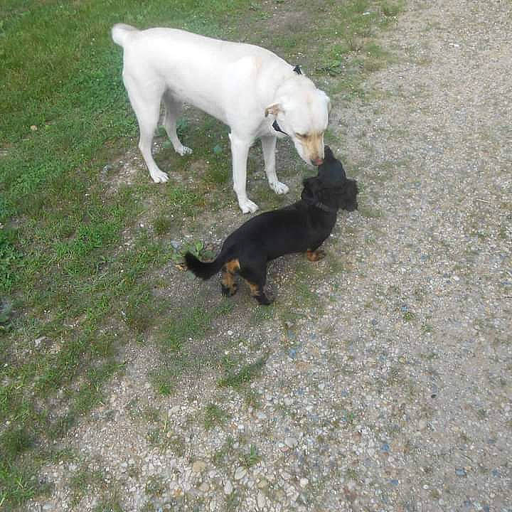 Charlie joined the competition — help win amazing prizes! canidae, carnivore, companion_dog, dog, dog_breed, fawn, grass, groundcover, guard_dog, non_sporting_group, pasture, sporting_group, tail, terrestrial_animal, toy_dog, working_animal, working_dog