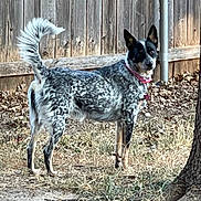 Dakota joined the competition — help win amazing prizes! dog, outdoor, backyard, wooden_fence, grass, dry_leaves, tree, curled_tail, alert, pet, animal, speckled_fur, collar, standing, nature, sunlight, canine, watchful, daytime, earthy_colors