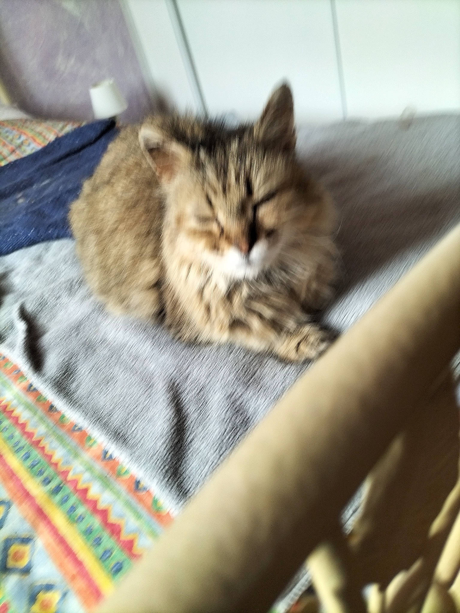 Stitch participe au concours pour gagner de l'argent avec cette photo : carnivore, cat, cat_supply, claw, comfort, domestic_short_haired_cat, felidae, fur, linens, maine_coon, nap, pattern, paw, small_to_medium_sized_cats, snout, terrestrial_animal, tree, whiskers, wood, woven_fabric