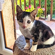 Younie participe au concours pour gagner de l'argent avec cette photo : animal, cat, curious, cute, domestic, ears, fur, fuzzy_surface, home, indoors, kitten, looking, paws, pet, plant, sitting, sunlight, whiskers, window, young