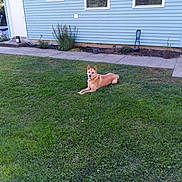 Zeke joined the competition — help win amazing prizes! animal, building, canine, daylight, dog, domestic, door, grass, greenery, house, lawn, nature, outdoor, pet, potted_plants, relaxed, sidewalk, summer, windows, yard