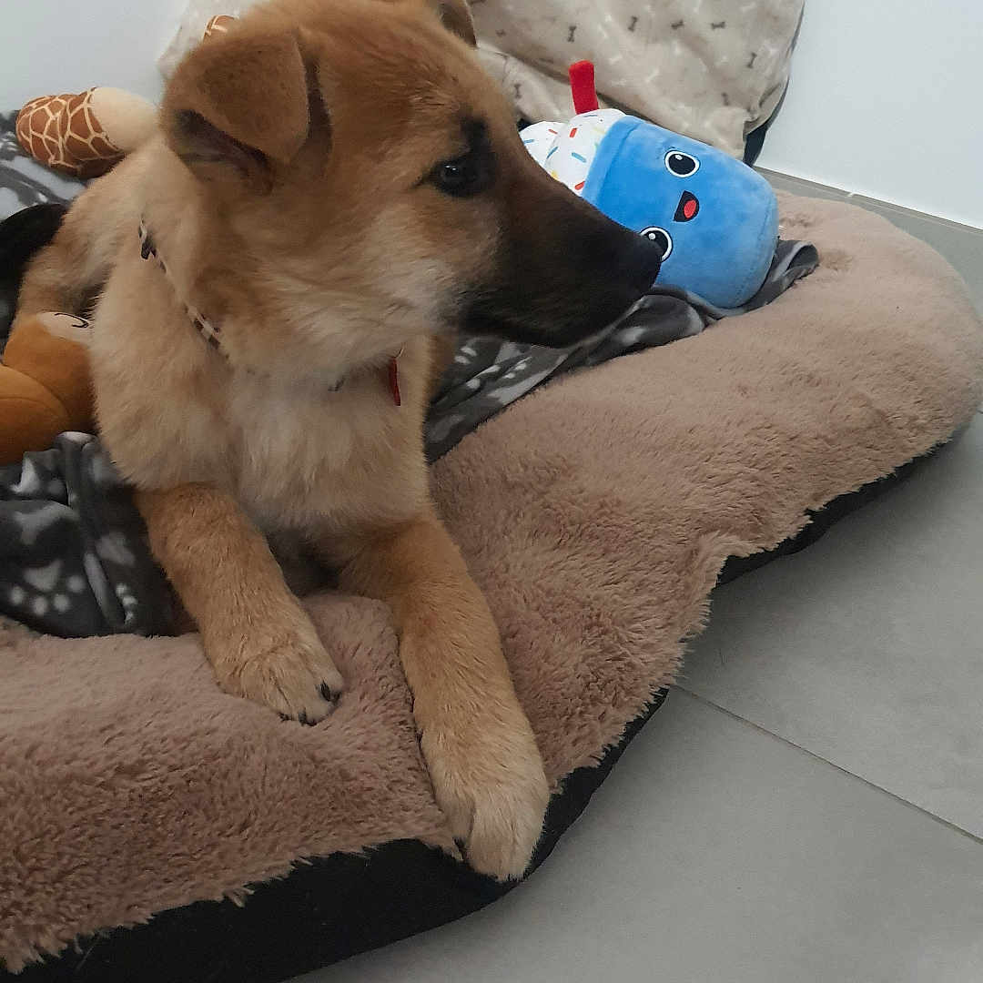 Venum participe au concours pour gagner de l'argent avec cette photo : animal, bed, blanket, blue_toy, canine, cozy, cute, dog, floor, fur, giraffe_toy, home, indoor, pet, plush_toy, puppy, resting, soft, toy, young_dog
