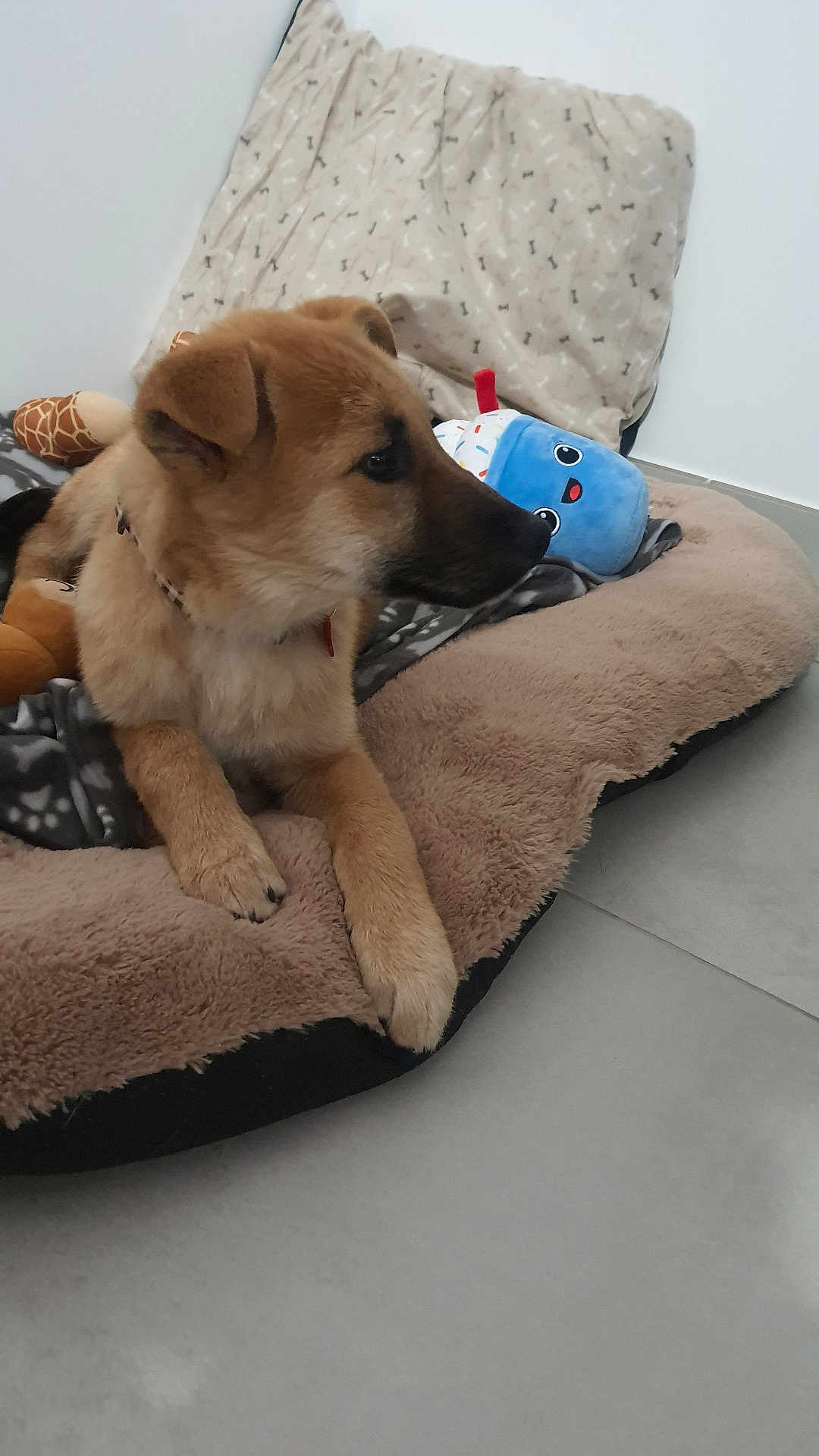 Venum participe au concours pour gagner de l'argent avec cette photo : puppy, dog, bed, plush_toy, blue_toy, giraffe_toy, blanket, indoor, floor, cozy, pet, animal, fur, canine, cute, resting, soft, home, young_dog, toy