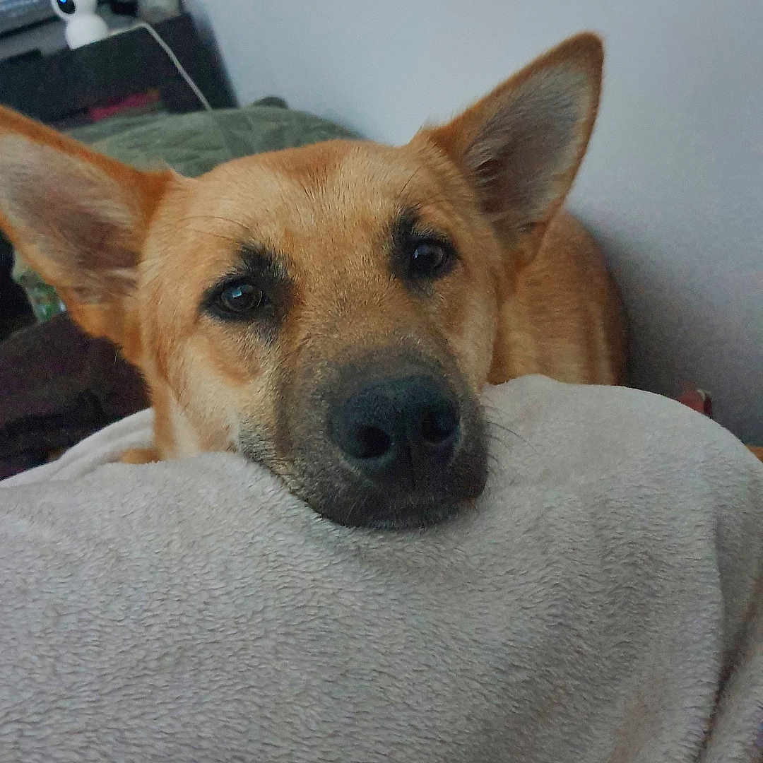 Venom participe au concours pour gagner de l'argent avec cette photo : dog, pet, indoor, blanket, resting, cozy, brown_dog, ears, close_up, face, animal, fur, looking_up, soft_texture, home, calm, relaxed, comfort, nose, expression