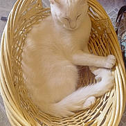 Snowball joined the competition — help win amazing prizes! cat, white_cat, basket, sleeping, indoors, tile_floor, pet, feline, resting, cozy, animal, fur, domestic_cat, cute, relaxed, small_animal, whiskers, tail, paws, woven_basket