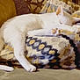 Snowball is registered to the contest to win money with this photo: cat, white_cat, sleeping, blanket, patterned_blanket, couch, indoor, pet, animal, feline, relaxing, cozy, fur, paw, tail, resting, cute, domestic_animal, home, comfort