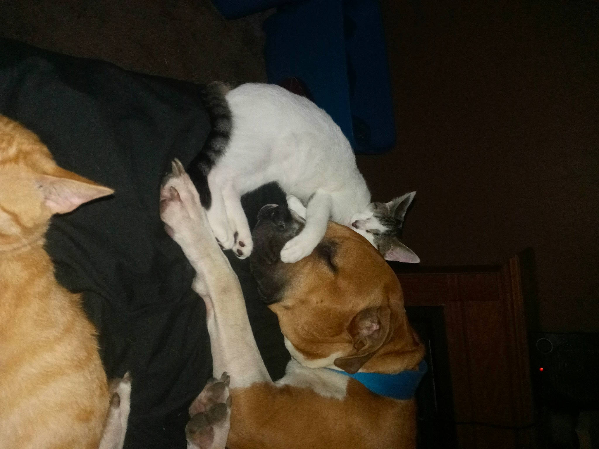 Venom joined the competition — help win amazing prizes! canidae, carnivore, cat, comfort, companion_dog, dog, dog_breed, fawn, felidae, fur, hardwood, nap, paw, small_to_medium_sized_cats, snout, tail, toy_dog, whiskers, wood, working_animal