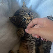 Berlyoz a rejoint le concours — aidez-le/la à gagner de superbes lots ! kitten, tabby, cat, paw, hand, human_finger, blanket, pet, cute, playful, animal, closeup, indoor, sleeping_area, cozy, whiskers, fur, claws, resting, soft