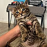 Berlyoz participe au concours pour gagner de l'argent avec cette photo : kitten, tabby, cat, pet, animal, fur, stripes, hand, indoor, floor, table, laundry, clothes, striped_cloth, wide_eyes, cute, young, domestic, mammal, holding