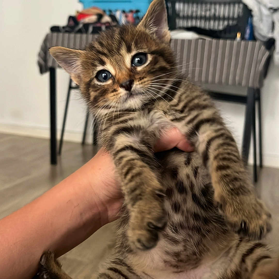 Berlyoz participe au concours pour gagner de l'argent avec cette photo : kitten, tabby, cat, pet, animal, fur, stripes, hand, indoor, floor, table, laundry, clothes, striped_cloth, wide_eyes, cute, young, domestic, mammal, holding