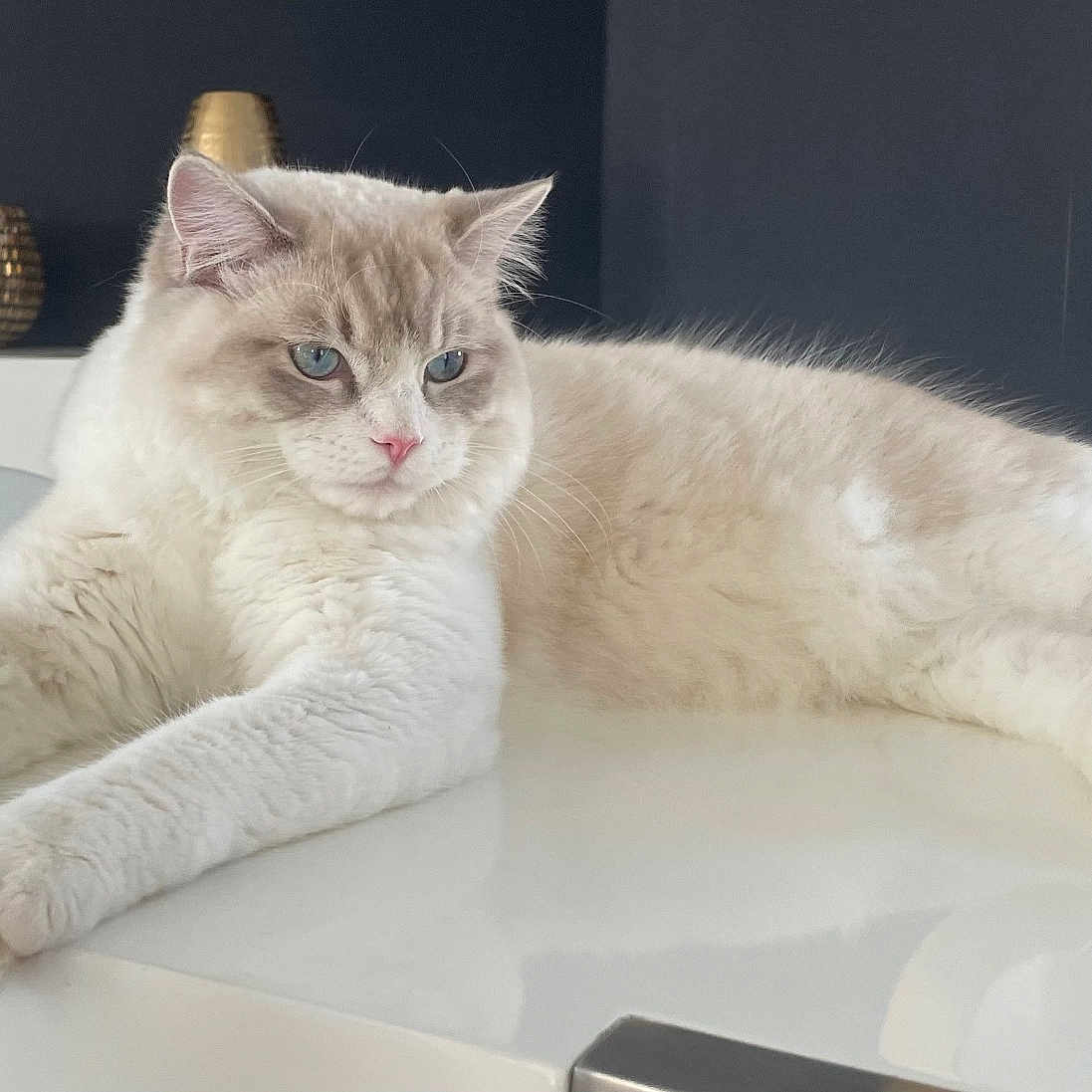 Viking participe au concours pour gagner de l'argent avec cette photo : abyssinian, angora, animal, art, cat, desk, doctor, furniture, indoors, kitten, manx, person, pet, porcelain, pottery, siamese, sink, table, window, windowsill