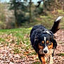 animal, canine, cockerspaniel, dog, field, grass, grassland, grove, hound, land, nature, outdoors, pet, plant, puppy, rock, soil, tree, vegetation, woodland