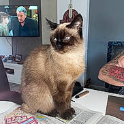 Africa a rejoint le concours — aidez-le/la à gagner de superbes lots ! animal, arm, cat, curious, domestic, ears, eyes, face, fur, furniture, indoor, mammal, newspaper, pet, reading_material, siamese_cat, table, tattoo, television, whiskers