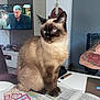 animal, arm, cat, curious, domestic, ears, eyes, face, fur, furniture, indoor, mammal, newspaper, pet, reading_material, siamese_cat, table, tattoo, television, whiskers