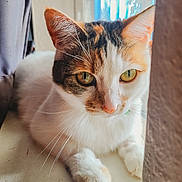 Jingles joined the competition — help win amazing prizes! cat, calico_cat, pet, feline, close_up, portrait, whiskers, paws, green_eyes, windowsill, indoor, fur, ears, nose, curious, relaxed, sunlight, cozy, home, domestic_cat