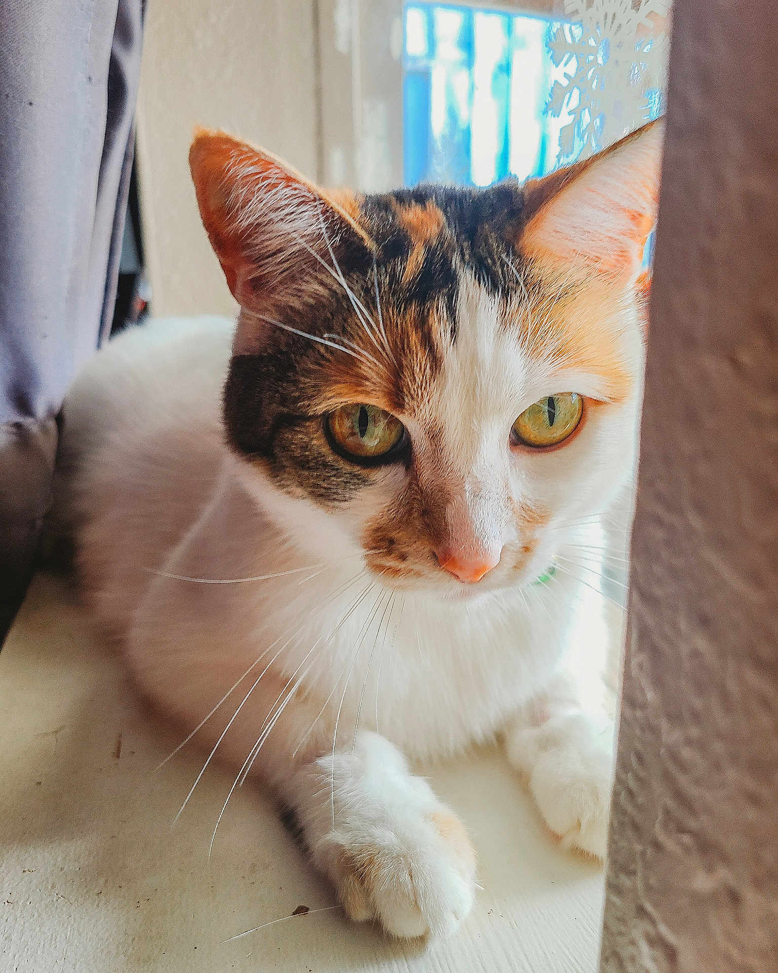 Jingles joined the competition — help win amazing prizes! cat, calico_cat, pet, feline, close_up, portrait, whiskers, paws, green_eyes, windowsill, indoor, fur, ears, nose, curious, relaxed, sunlight, cozy, home, domestic_cat