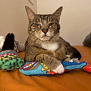 Dipsy is registered to the contest to win money with this photo: cat, tabby, pet, animal, toy, fish_toy, paw, fur, whiskers, relaxed, indoor, leather_surface, colorful, closeup, portrait, feline, mammal, resting, domestic_cat, cute