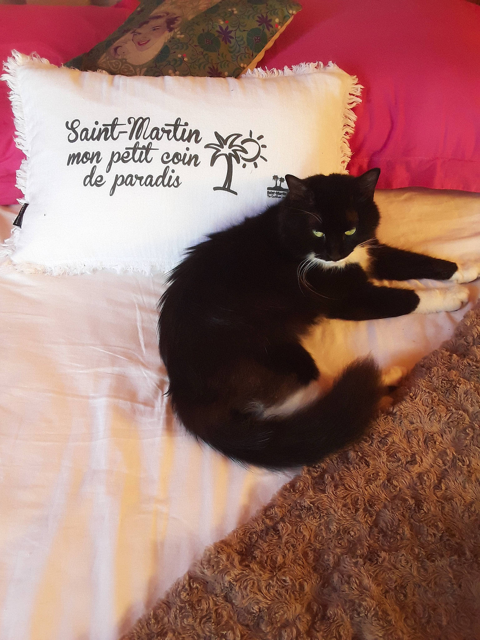 Gaspard a rejoint le concours — aidez-le/la à gagner de superbes lots ! black_cat, carnivore, cat, comfort, domestic_short_haired_cat, felidae, font, fur, handwriting, linens, pillow, plant, sitting, small_to_medium_sized_cats, stairs, tail, tints_and_shades, tree, whiskers, window