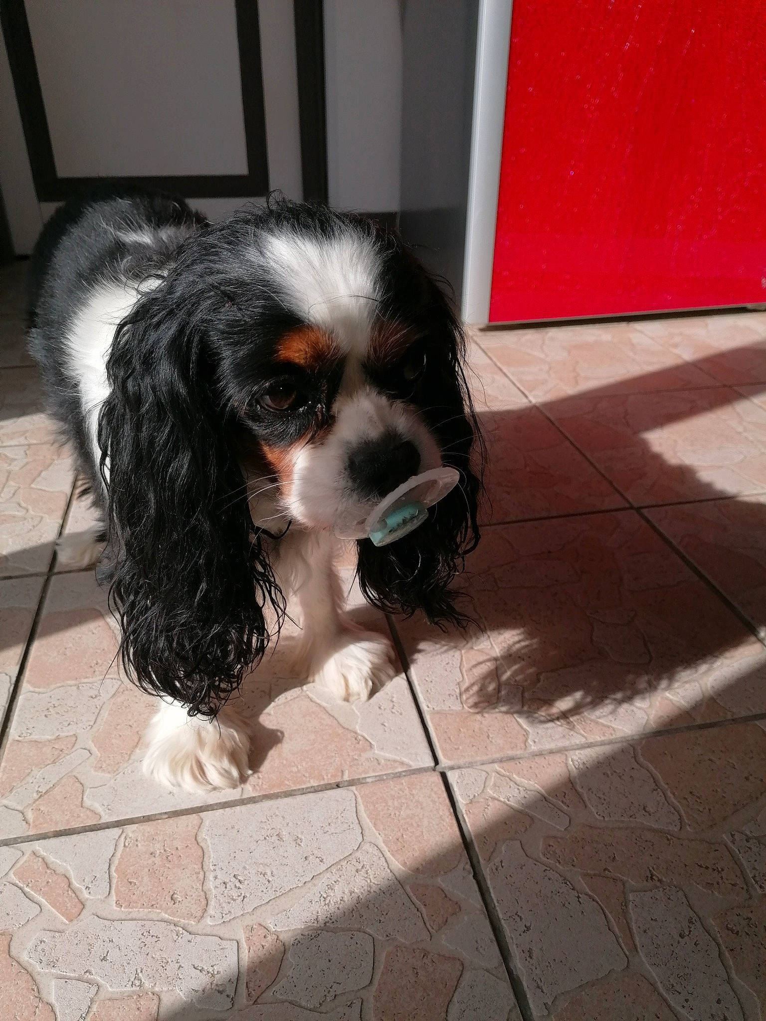 Lyna a rejoint le concours — aidez-le/la à gagner de superbes lots ! canidae, carnivore, cavalier_king_charles_spaniel, chair, companion_dog, dog, dog_breed, dog_supply, floor, flooring, fur, gun_dog, king_charles_spaniel, road_surface, snout, spaniel, sporting_group, toy_dog, whiskers, working_dog