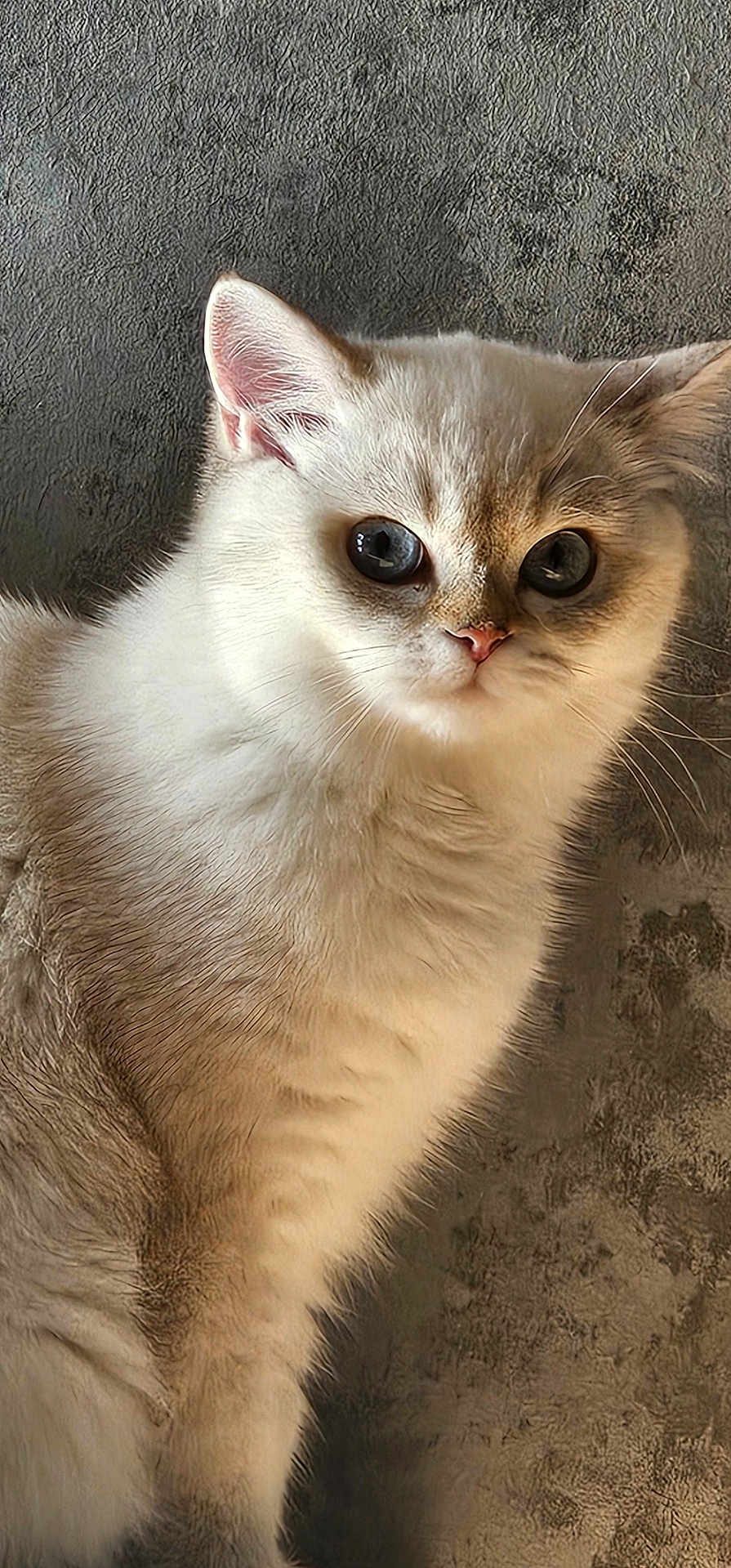 Zoé