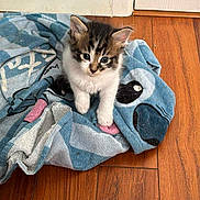Boris is registered to the contest to win money with this photo: kitten, cat, animal, pet, towel, blue, wood_floor, indoor, cute, small, fur, whiskers, ears, eyes, flooring, domestic, young, sitting, cozy, curious