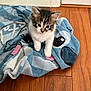 kitten, cat, animal, pet, towel, blue, wood_floor, indoor, cute, small, fur, whiskers, ears, eyes, flooring, domestic, young, sitting, cozy, curious
