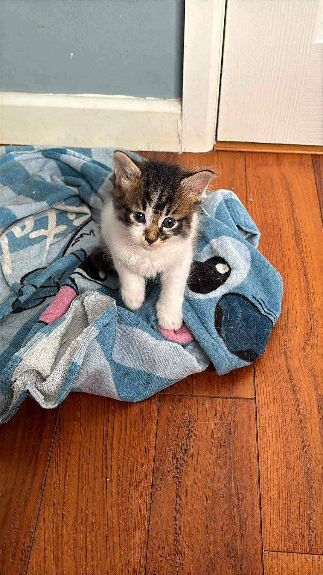 Boris is registered to the contest to win money with this photo: kitten, cat, animal, pet, towel, blue, wood_floor, indoor, cute, small, fur, whiskers, ears, eyes, flooring, domestic, young, sitting, cozy, curious