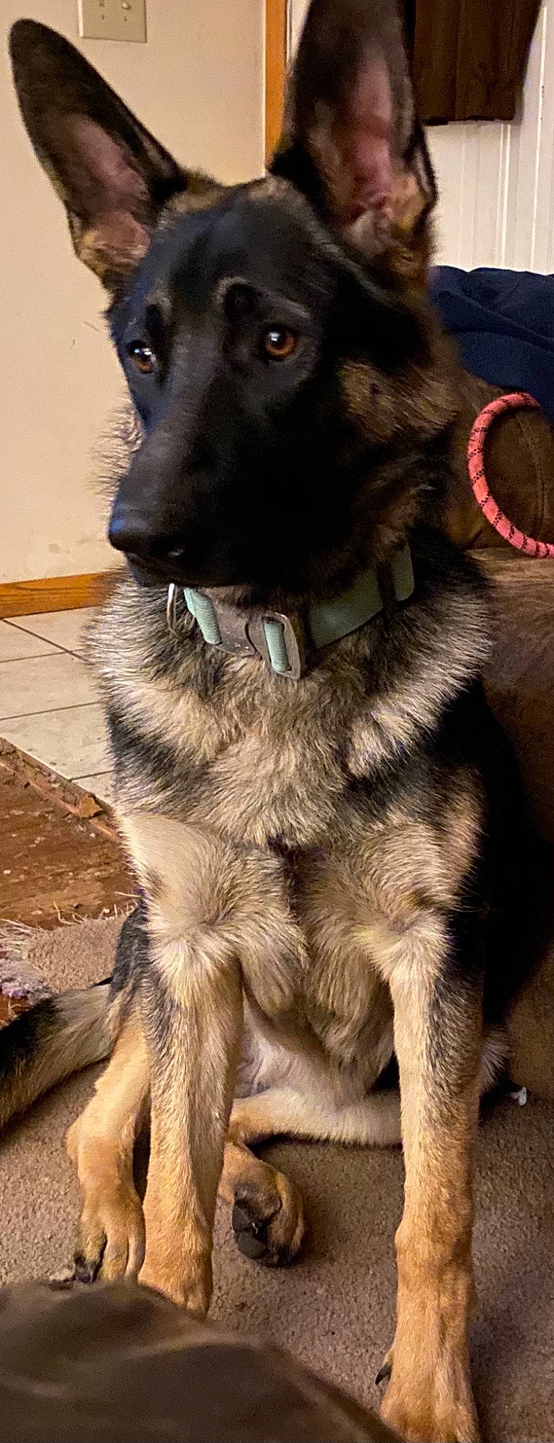 Jasmine is registered to the contest to win money with this photo: borador, canidae, carnivore, collar, companion_dog, dog, dog_breed, dog_collar, dog_supply, fur, leash, liver, metal, pet_supply, snout, sporting_group, terrestrial_animal, whiskers, working_animal, working_dog