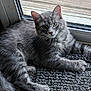 animal, cat, curious, domestic, ears, feline, fur, glass_door, gray_fur, green_eyes, home, indoor, looking, mat, paws, pet, relaxed, resting, whiskers, window