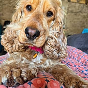 Lilo participe au concours pour gagner de l'argent avec cette photo : dog, cocker_spaniel, close_up, pet, animal, indoor, blanket, pattern, fur, nose, paw, curious, lying_down, brown, face, collar, cozy, cute, portrait, expression