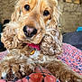 dog, cocker_spaniel, close_up, pet, animal, indoor, blanket, pattern, fur, nose, paw, curious, lying_down, brown, face, collar, cozy, cute, portrait, expression
