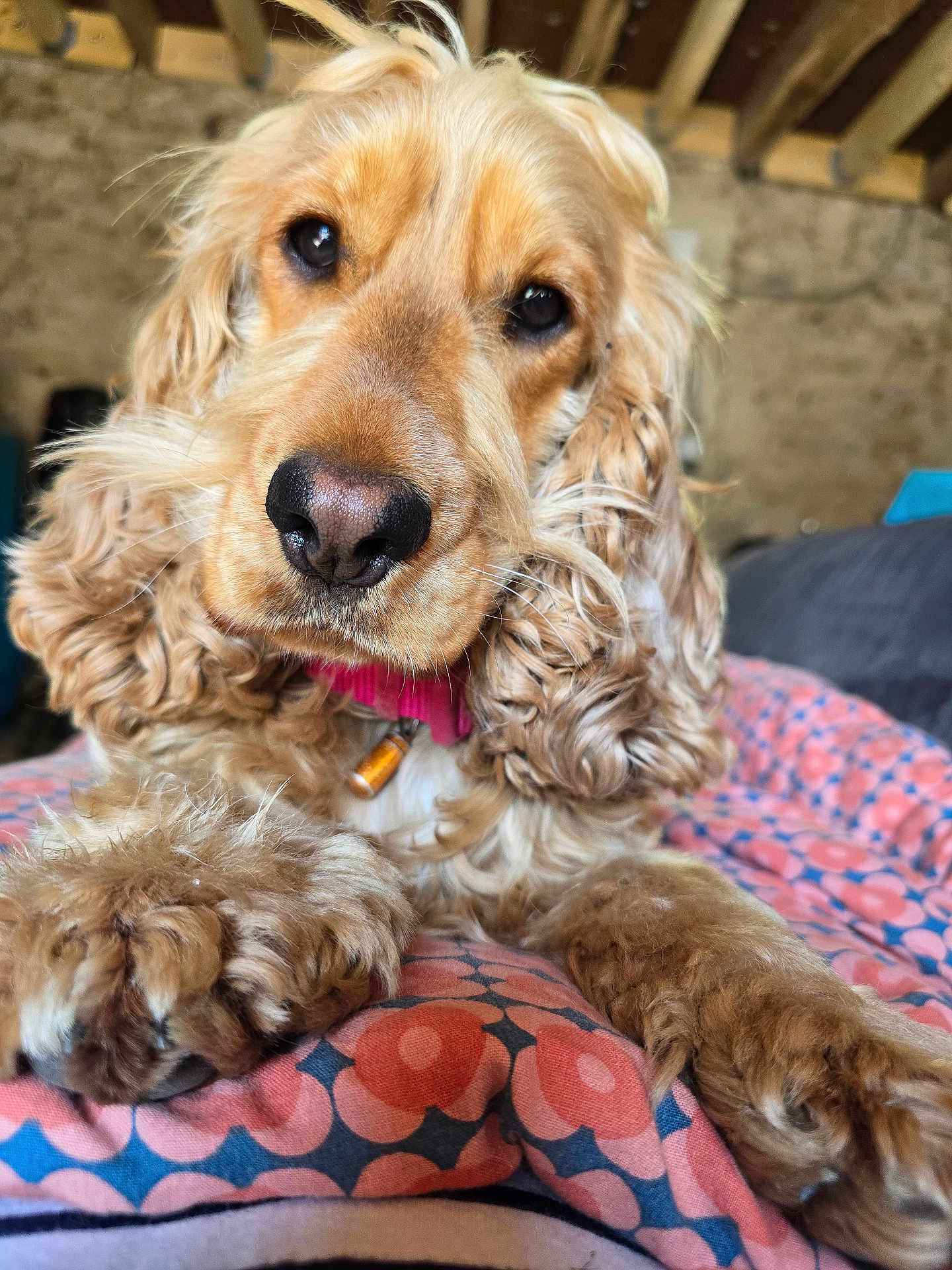Lilo participe au concours pour gagner de l'argent avec cette photo : dog, cocker_spaniel, close_up, pet, animal, indoor, blanket, pattern, fur, nose, paw, curious, lying_down, brown, face, collar, cozy, cute, portrait, expression