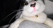 Moo is registered to the contest to win money with this photo: animal, bell, black_and_white, cat, close_up, collar, cozy, cute, dark_background, feline, fur, indoor, lying_down, paw, pet, pink_nose, portrait, soft_surface, whiskers, yellow_eyes