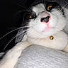 Moo is registered to the contest to win money with this photo: cat, black_and_white, close_up, yellow_eyes, pink_nose, whiskers, bell, collar, paw, lying_down, soft_surface, dark_background, pet, feline, indoor, fur, cute, animal, portrait, cozy